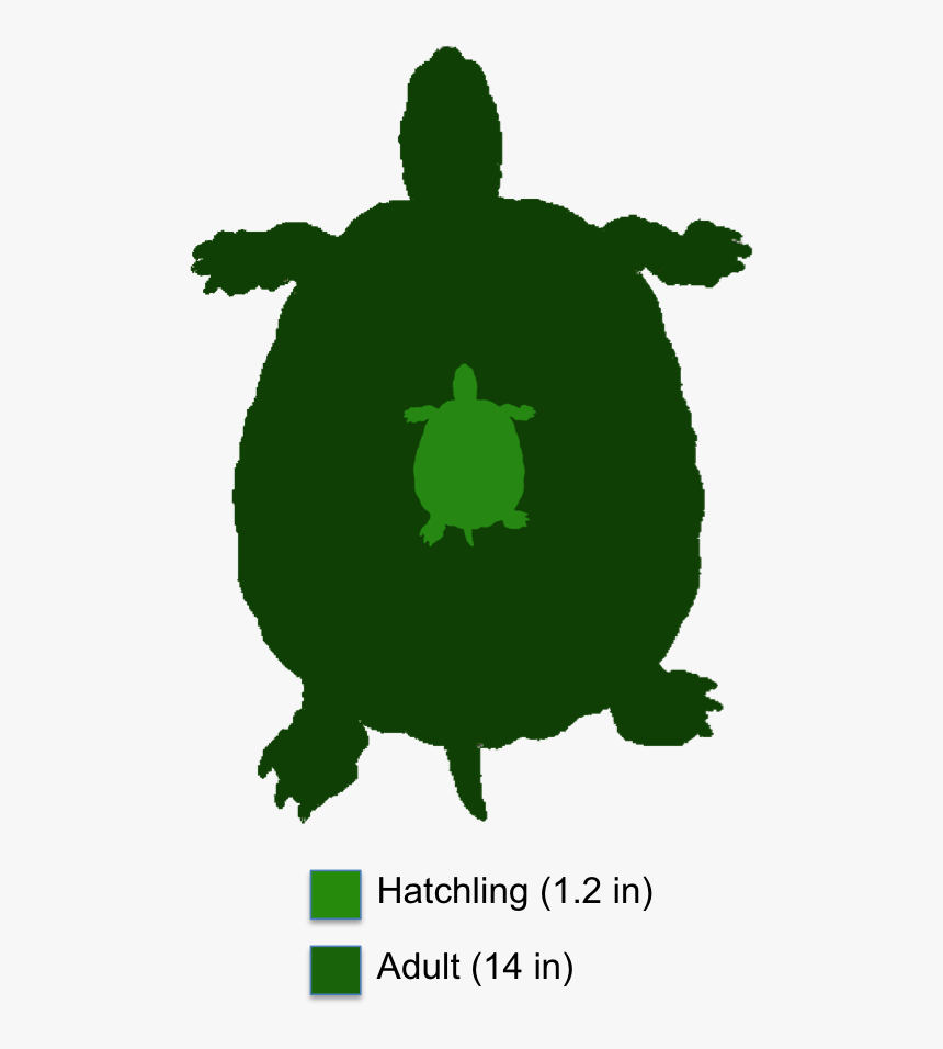 Three Striped Mud Turtle Adult, HD Png Download