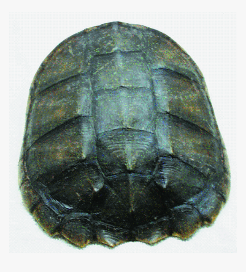 Painted Turtle, HD Png Download