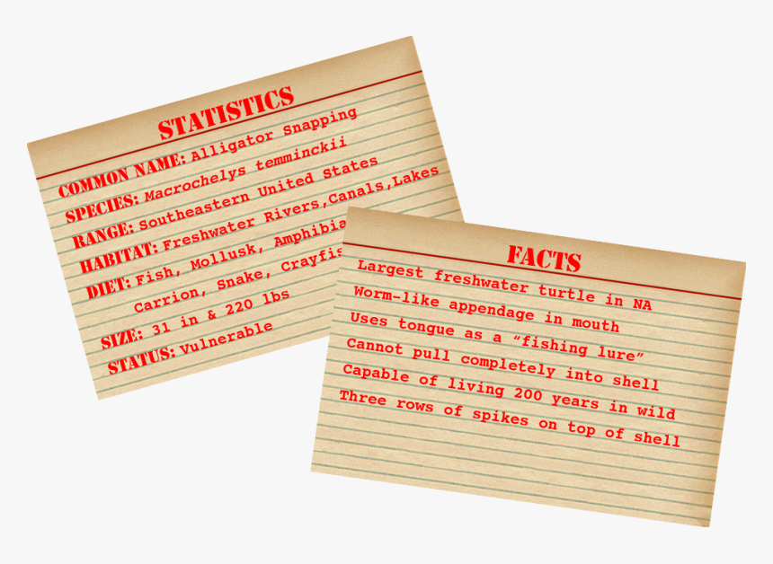 Transparent Snapping Turtle Png - Facts About American Alligators, Png Download