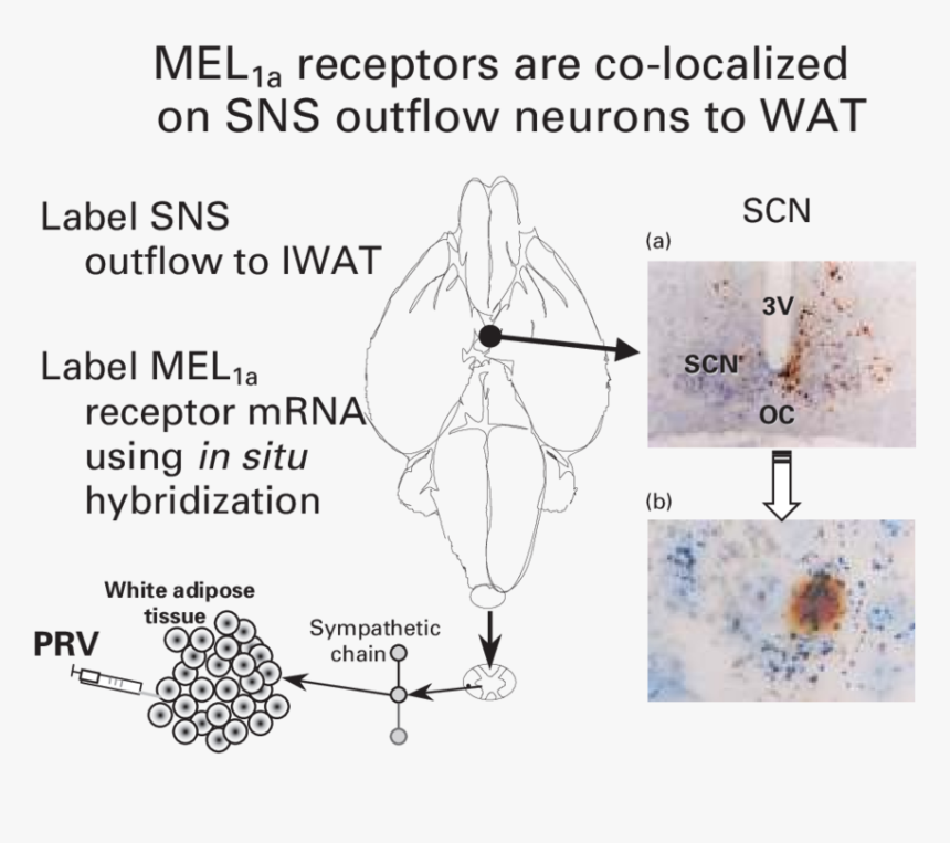 Sympathetic Nerve Tissue, HD Png Download