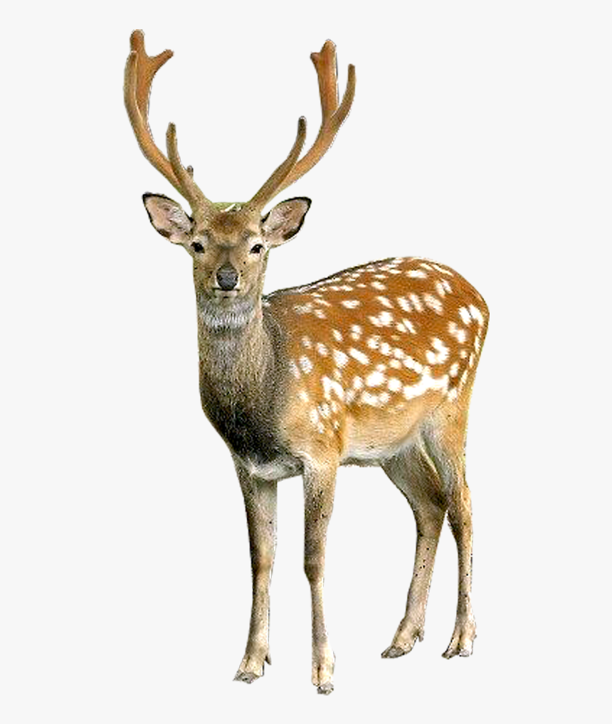 Deer Png, Transparent Png