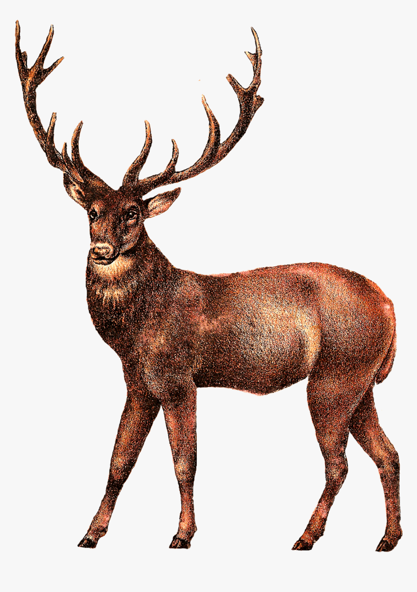Antique Deer Image Elk Png Transparent Png Transparent Png