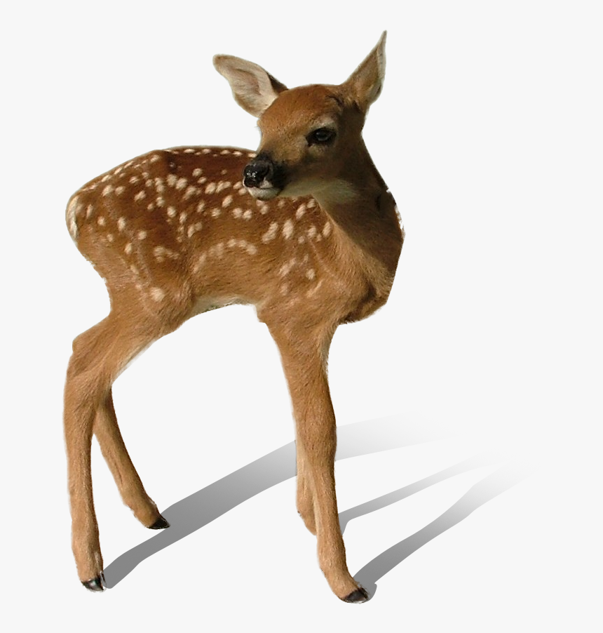 Download Transparent Deer Png - Transparent Background Deer Transparent, Png Download