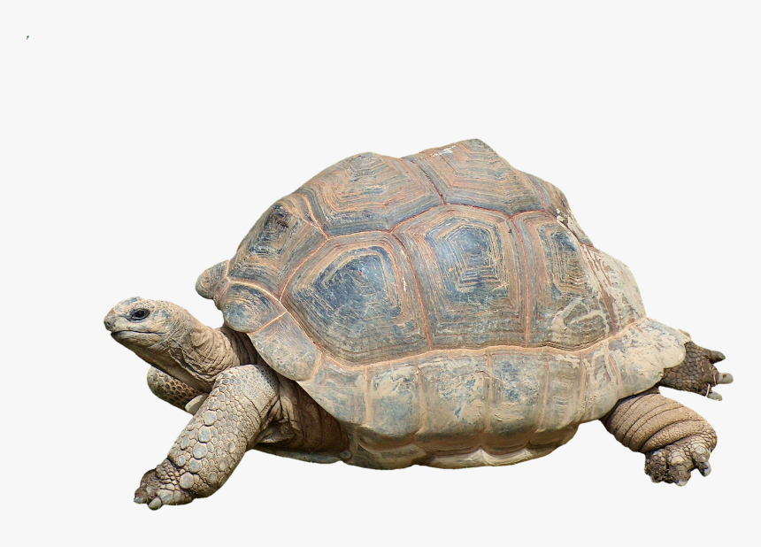 Tortoise Turtle, HD Png Download