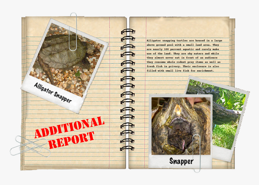 Additional Report - Book Cover, HD Png Download