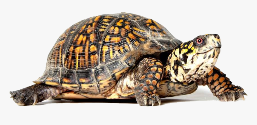 Turtle Png, Transparent Png