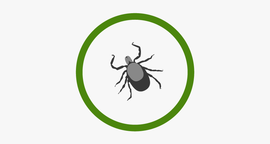 Lymedisease Icon - Blank Clock Face, HD Png Download