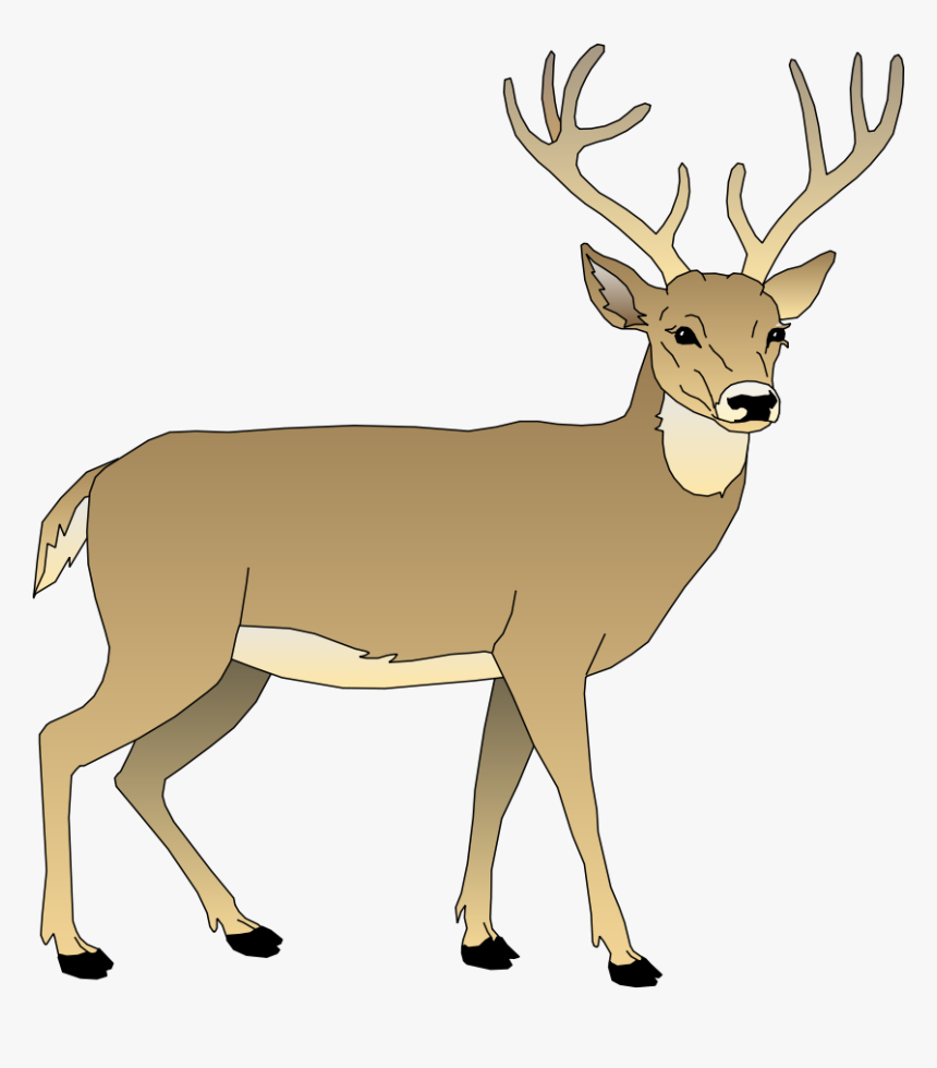 Vector Deer - White Tailed Deer Clipart, HD Png Download