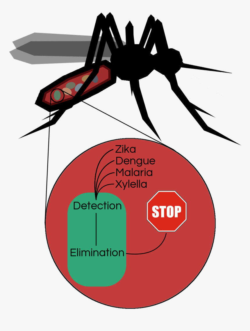 Disease Clipart Dengue Fever - Insect, HD Png Download