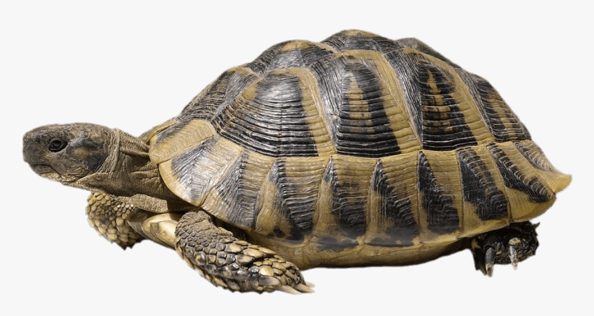 Turtle Image With White Background, HD Png Download