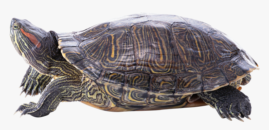 Turtle Png - Turtle, Transparent Png