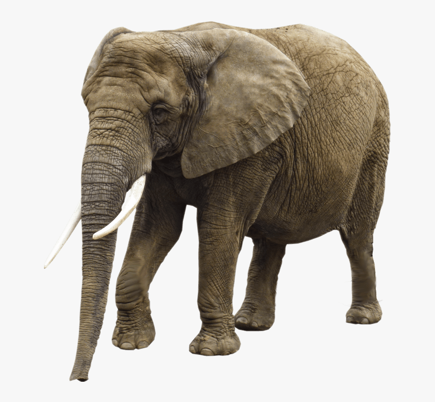 Elephant Png Image Transparent Background Animal - Girl Trampled By Elephant, Png Download