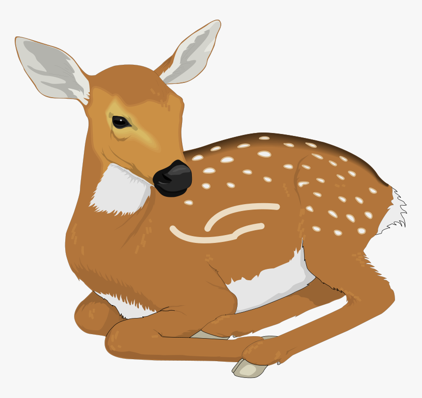 Baby Deer Deer Clipart, HD Png Download