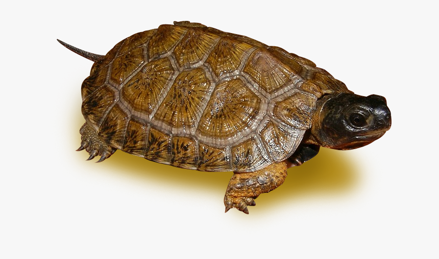 Desert Tortoise, HD Png Download