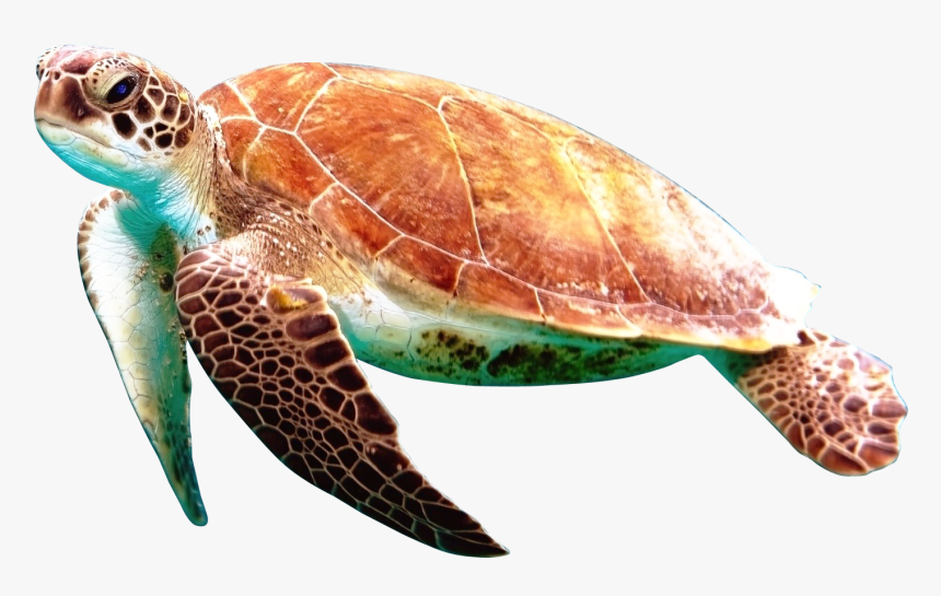 Sea Turtle With No Background, HD Png Download