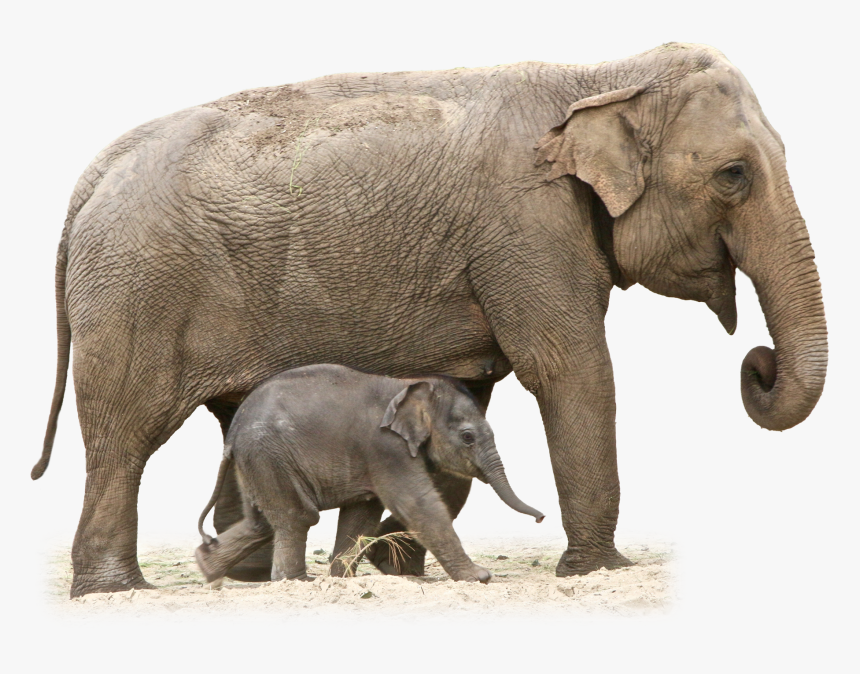 Elephant Png - Elephant Transparent, Png Download
