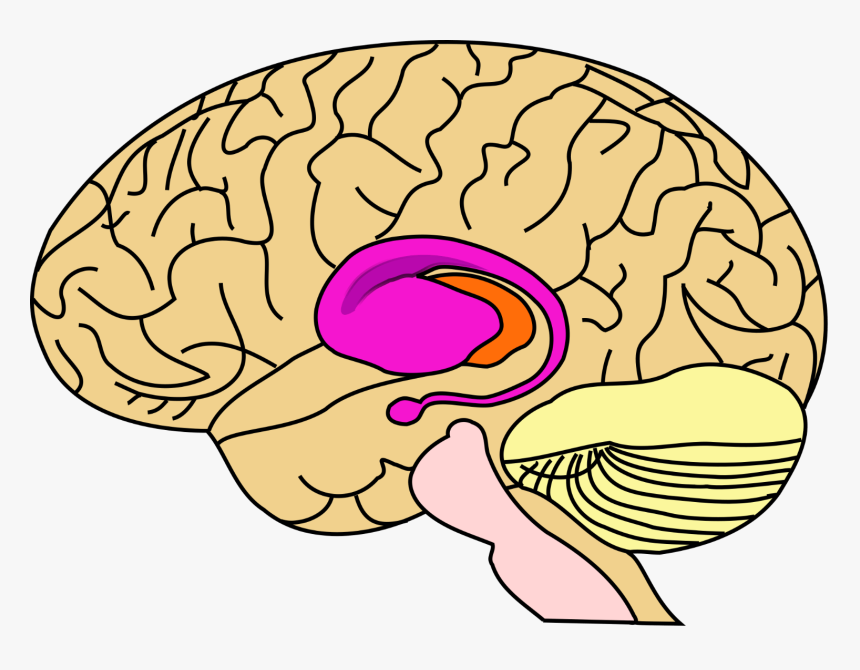 Basal Ganglia In Brain, HD Png Download
