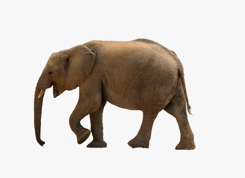 Elephant Png Download - Transparent Baby Elephant Png, Png Download