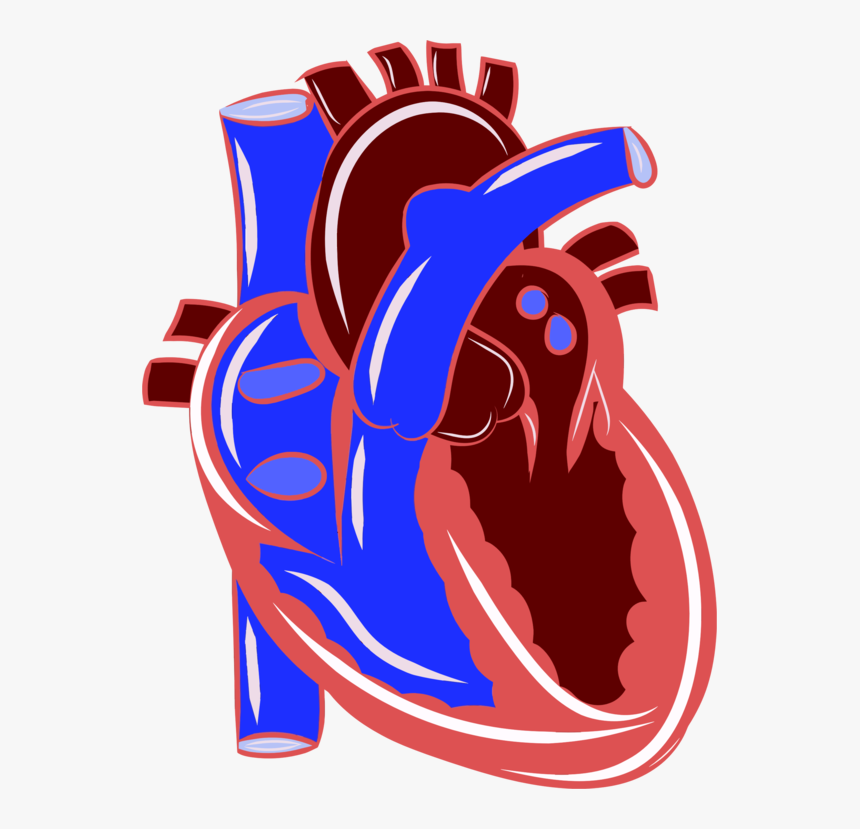 Organ,artwork,electric Blue - Chamber Pumps Blood Most Strongly, HD Png Download