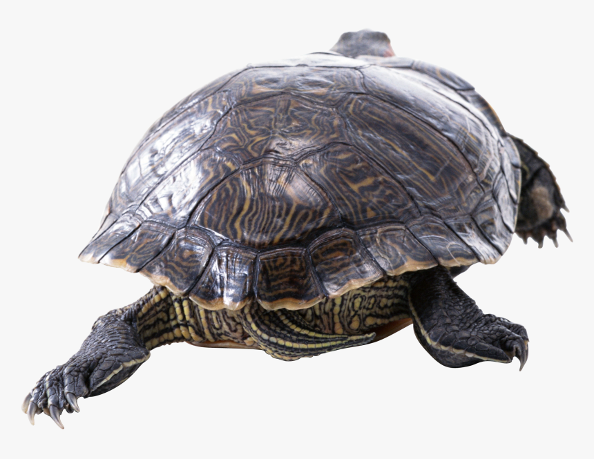 I Turtle Png - Transparent Turtle Res Baby, Png Download