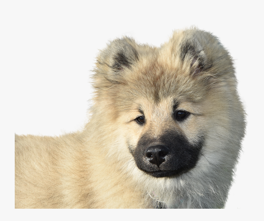 Dog Eurasier, Isolated, Dear, Purebred Dog, Animal, - Wolf Dog, HD Png Download