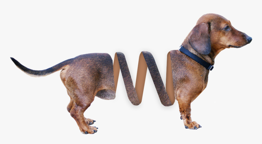 Dachshund, Dog, Animal, Brown, Pet, Hybrid, Fur, Dear - Slinky Png, Transparent Png