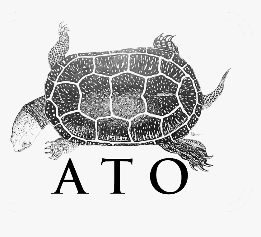 Picture - Common Snapping Turtle, HD Png Download