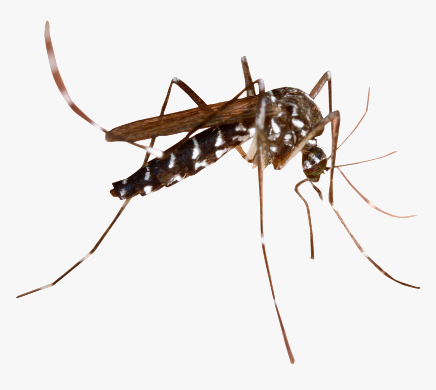 Mosquito Png Image - Transparent Background Mosquito Png, Png Download