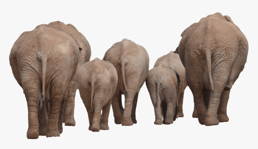 Elephants Group Back Transparent Png - Elephant Group Png, Png Download