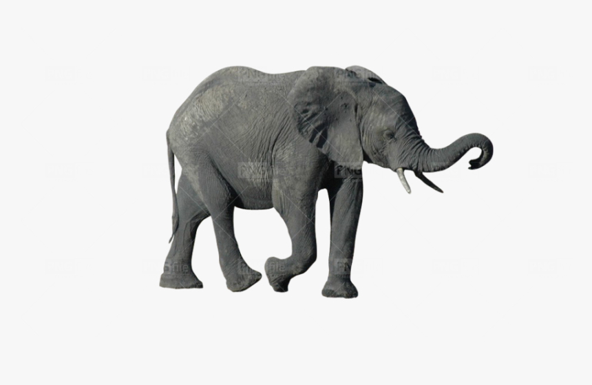 Indian Elephant, HD Png Download