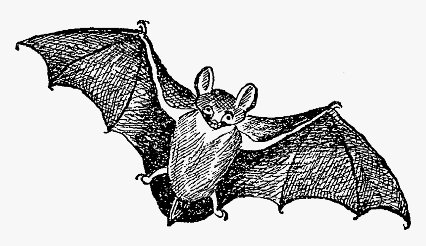 Big Brown Bat, HD Png Download