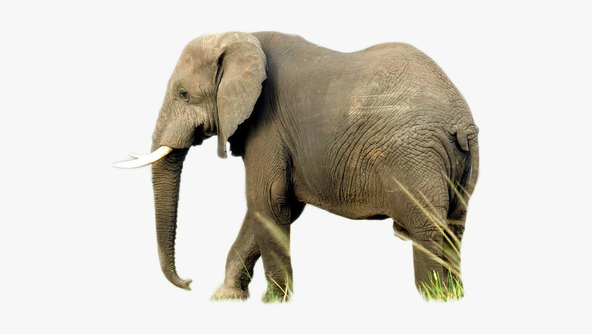 Elephant Png Image - Elephant Hq, Transparent Png
