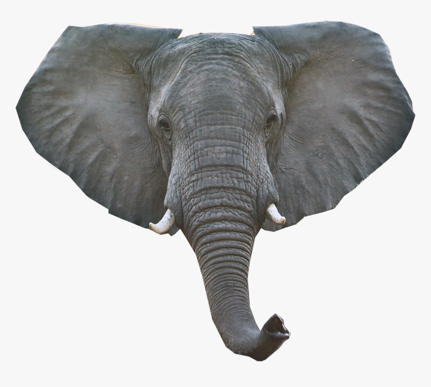 Elephant Png Download Image, Transparent Png