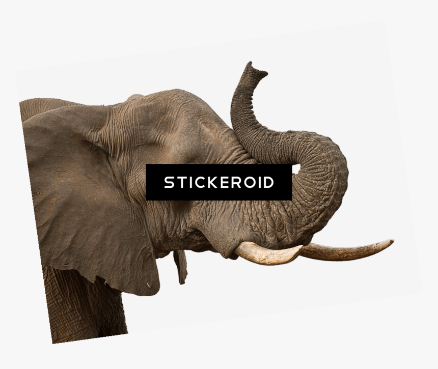 Indian Elephant , Png Download - Indian Elephant, Transparent Png