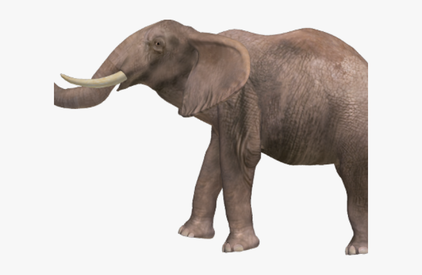 Elephant Png Transparent Images - Animal With Name High Resolutions, Png Download