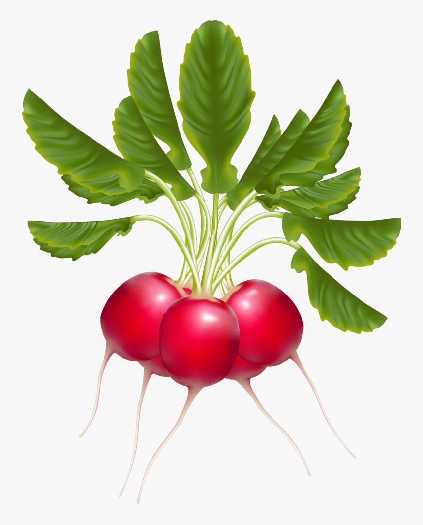 Png Fruit And - Radish Clipart Png, Transparent Png