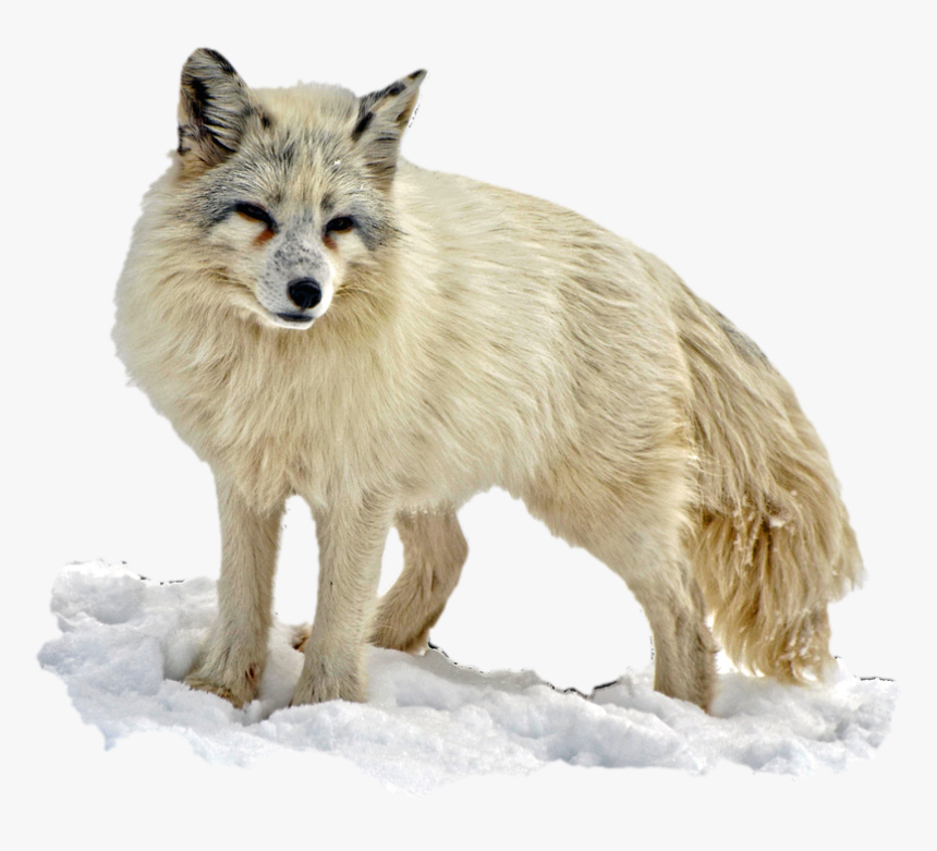 Arctic Snow Fox Png Image - Arctic Fox Transparent Background, Png Download