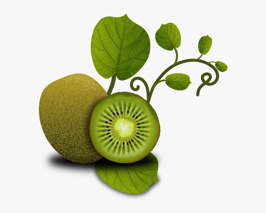 Fruits, Kiwi, Tropical, Plants, Vegetables, Fruit - Kiwi Leaves No Background, HD Png Download