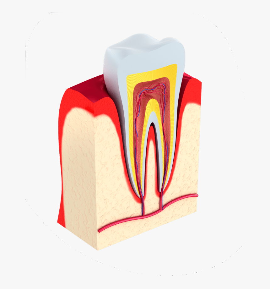 Replace Missing Teeth New Philadelphia Oh - Gums, HD Png Download
