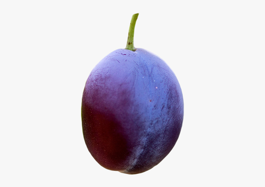 Plums - Beach Plum, HD Png Download