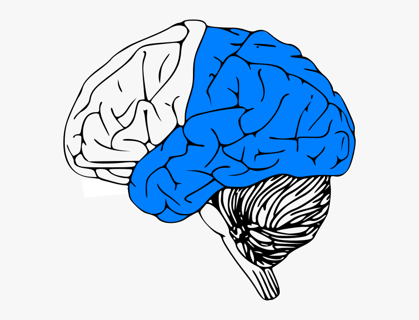 Transparent Brain Stem Clipart - Brain Clip Art, HD Png Download