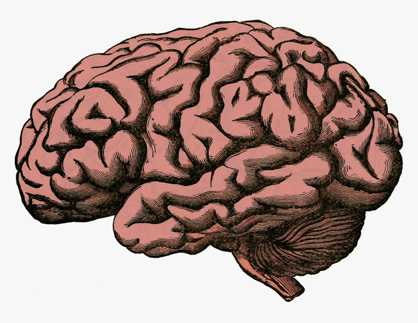 Brain Png, Transparent Png