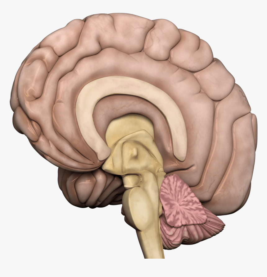 Human Brain Transparent Png - Anatomy Gif Transparent Background, Png Download