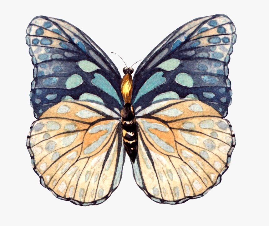 This Graphics Is Hand Painted A Beautiful Butterfly - Swallowtail Butterfly, HD Png Download