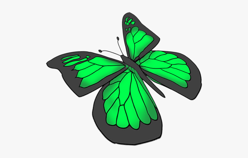 Green Butterfly Drawing - Green Butterfly Transparent Background, HD Png Download