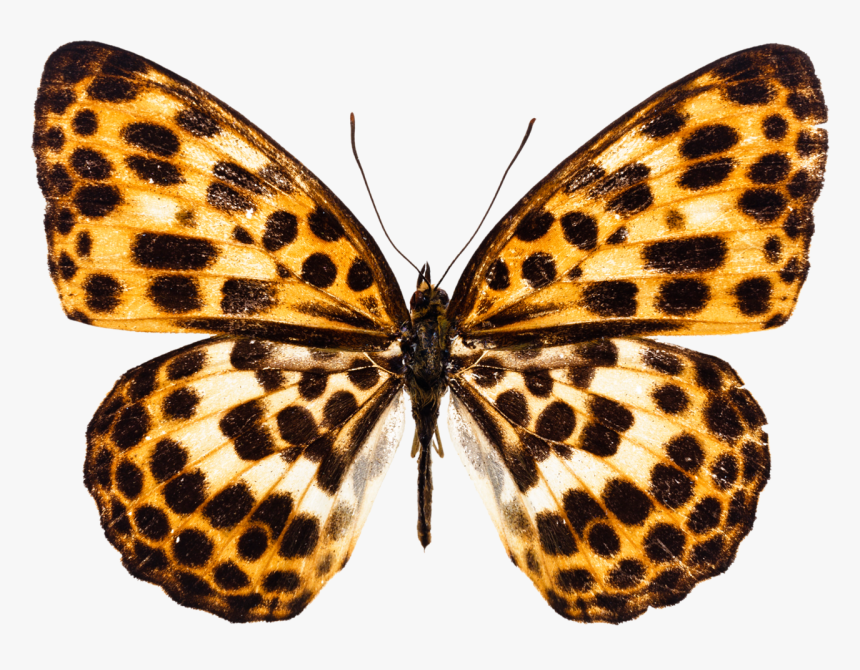 B *✿* Gossamer Wings, Blue Butterfly, Beautiful Butterflies, - Лепить Из Пластилина Бабочку, HD Png Download