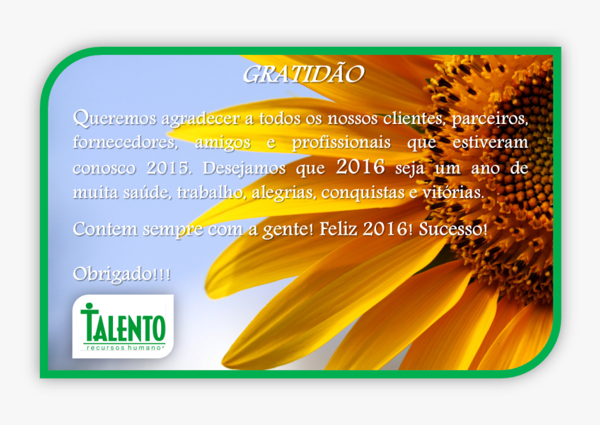 Beautiful Images Of Sunflowers, HD Png Download