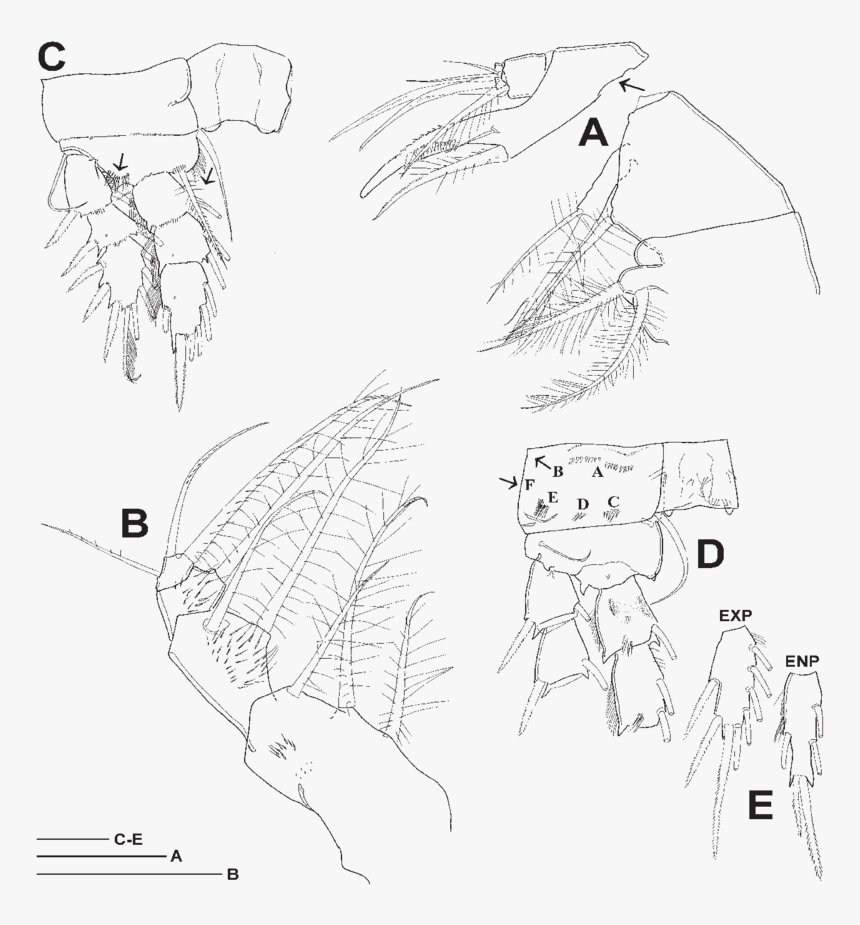Sketch, HD Png Download