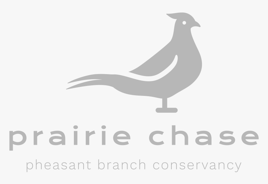 Seabird, HD Png Download