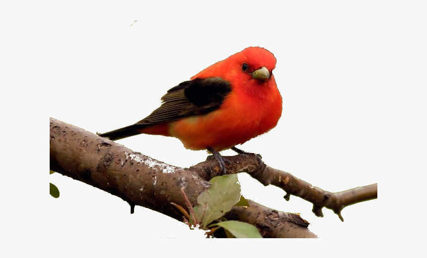 Cardinal, HD Png Download